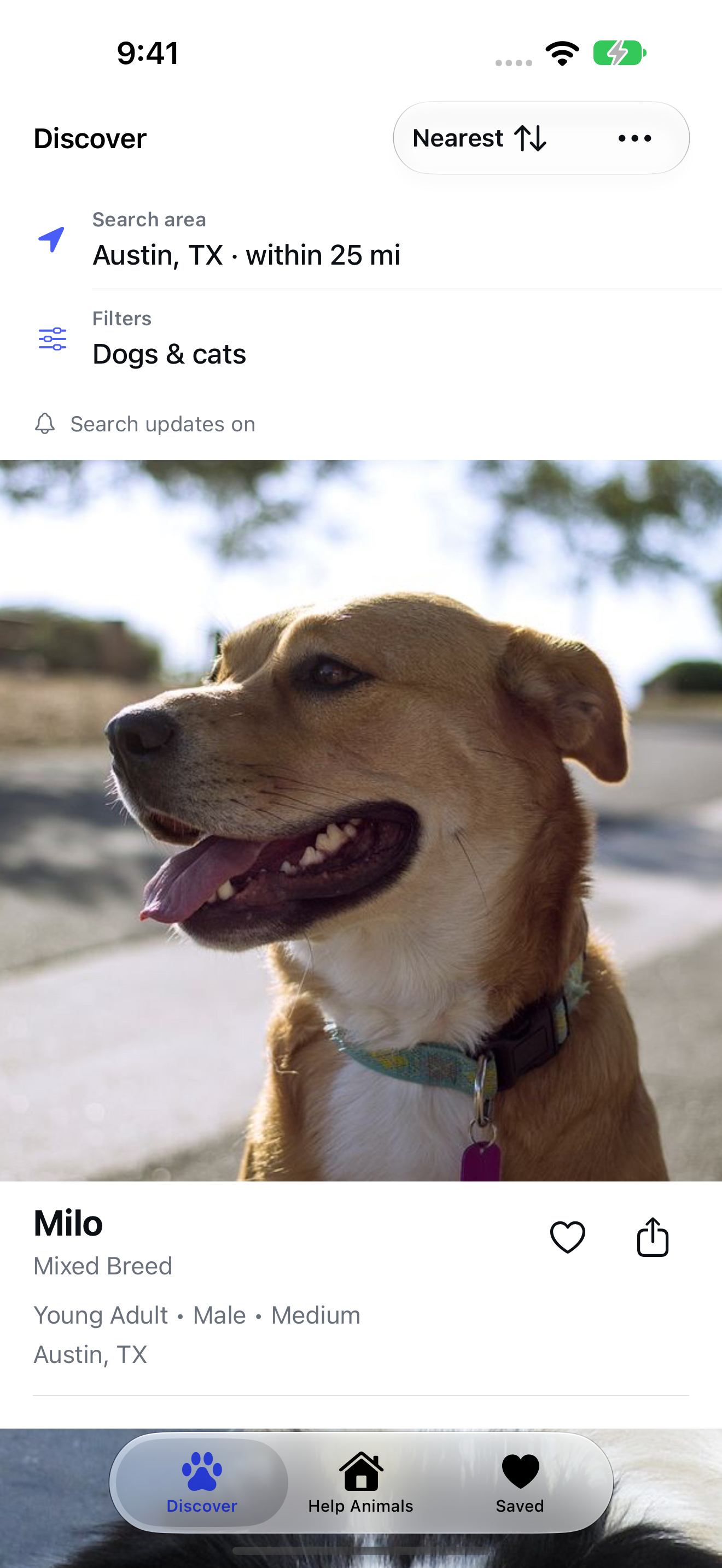 Discover in Adopt Local Pets, with search area and filters above a pet’s photo and details.